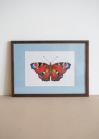 Dagpåfugleøje — Indrammet