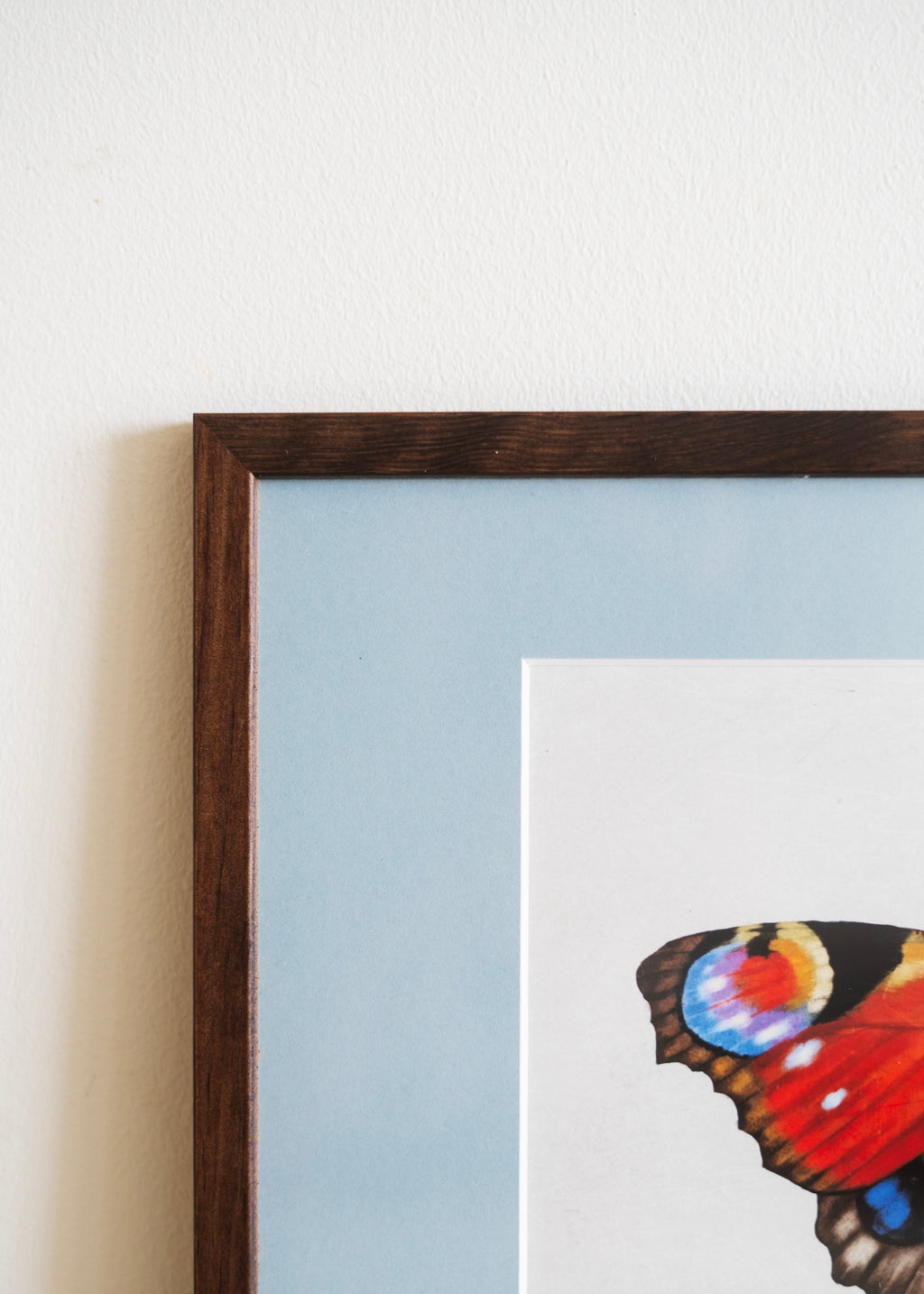 Dagpåfugleøje — Indrammet