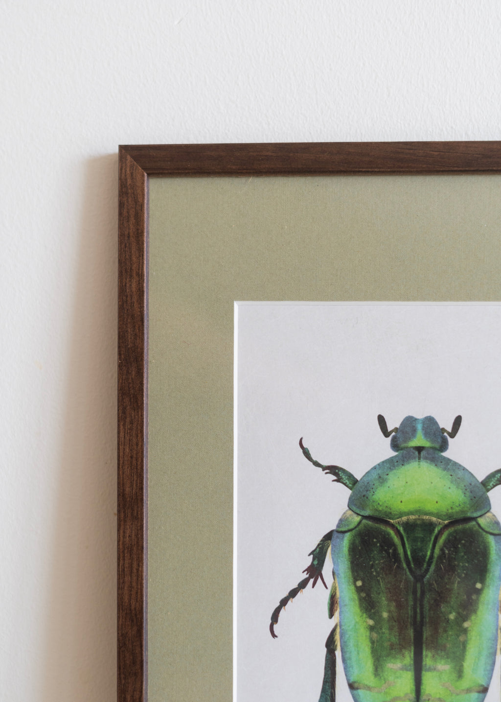 Grøn Guldbasse — Indrammet