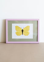 Citronsommerfugl — Indrammet