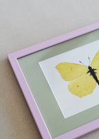 Citronsommerfugl — Indrammet