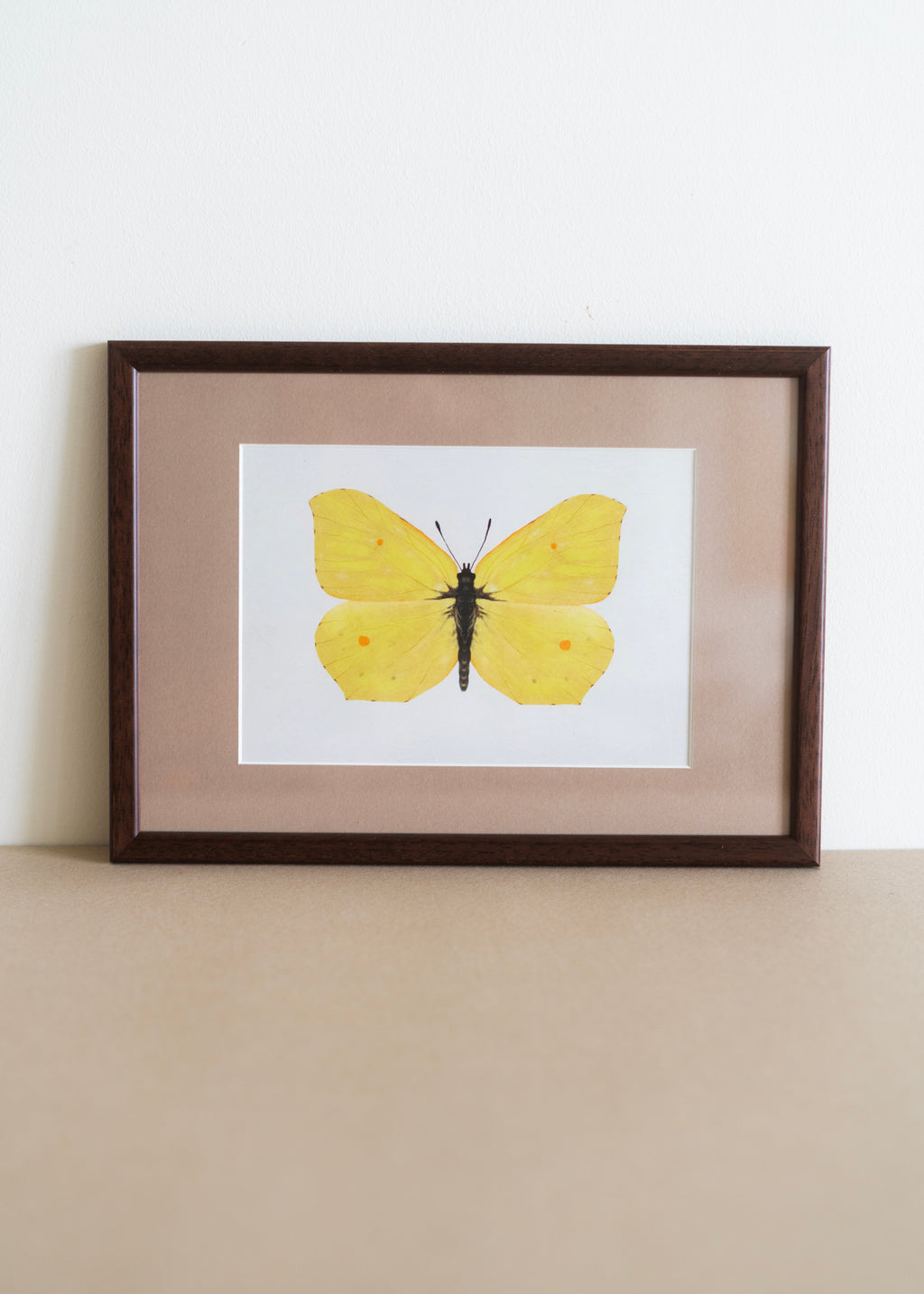 Citronsommerfugl — Indrammet