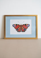 Dagpåfugleøje — Indrammet