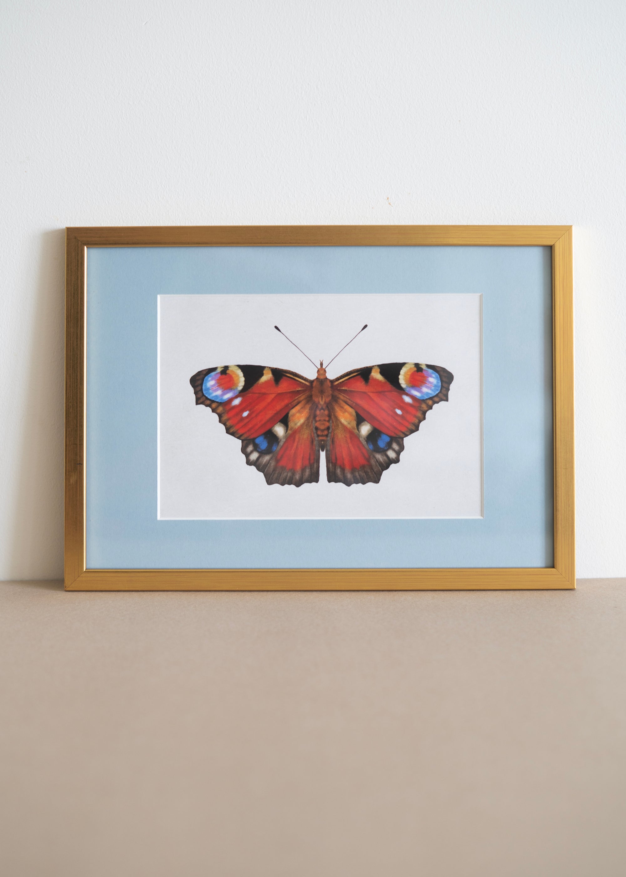 Dagpåfugleøje — Indrammet